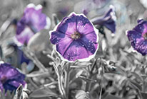 电话轰在线轰炸免费